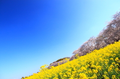 菜の花と桜と青空と