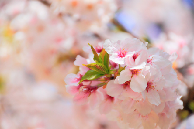 Sakura
