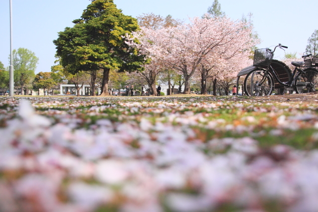 朝の公園