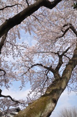 桜と空と幹