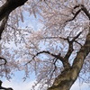 桜と空と幹