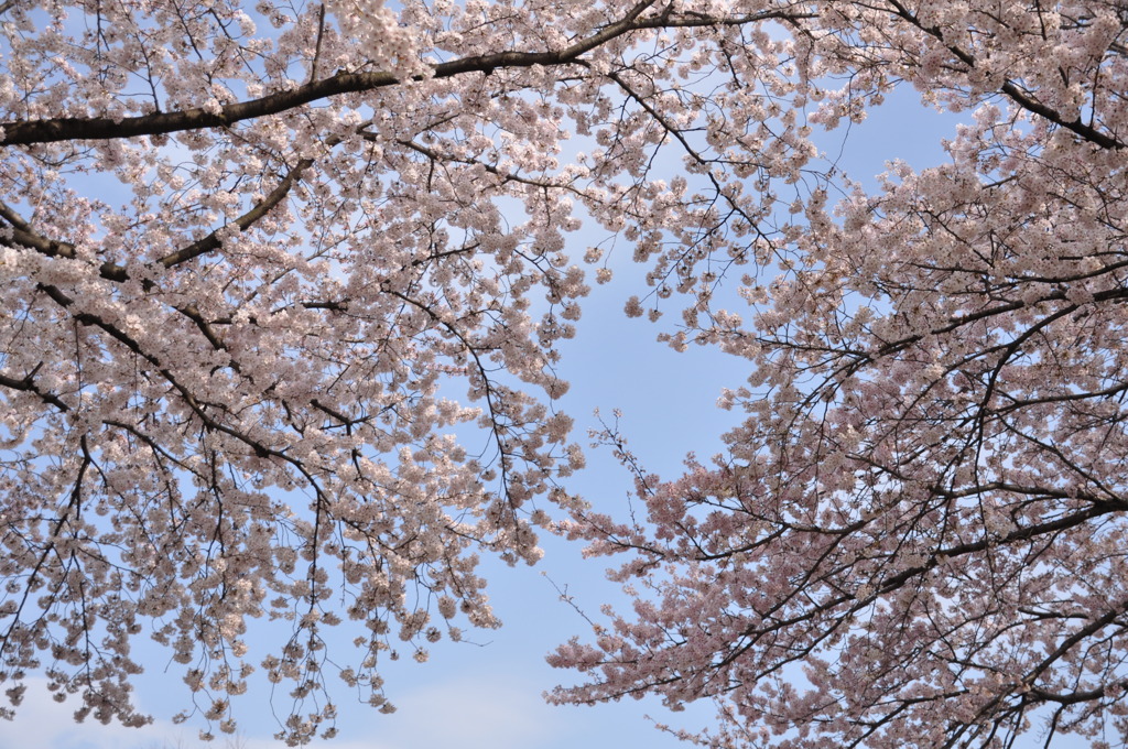 桜と空