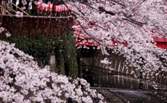 美しく散りゆく桜