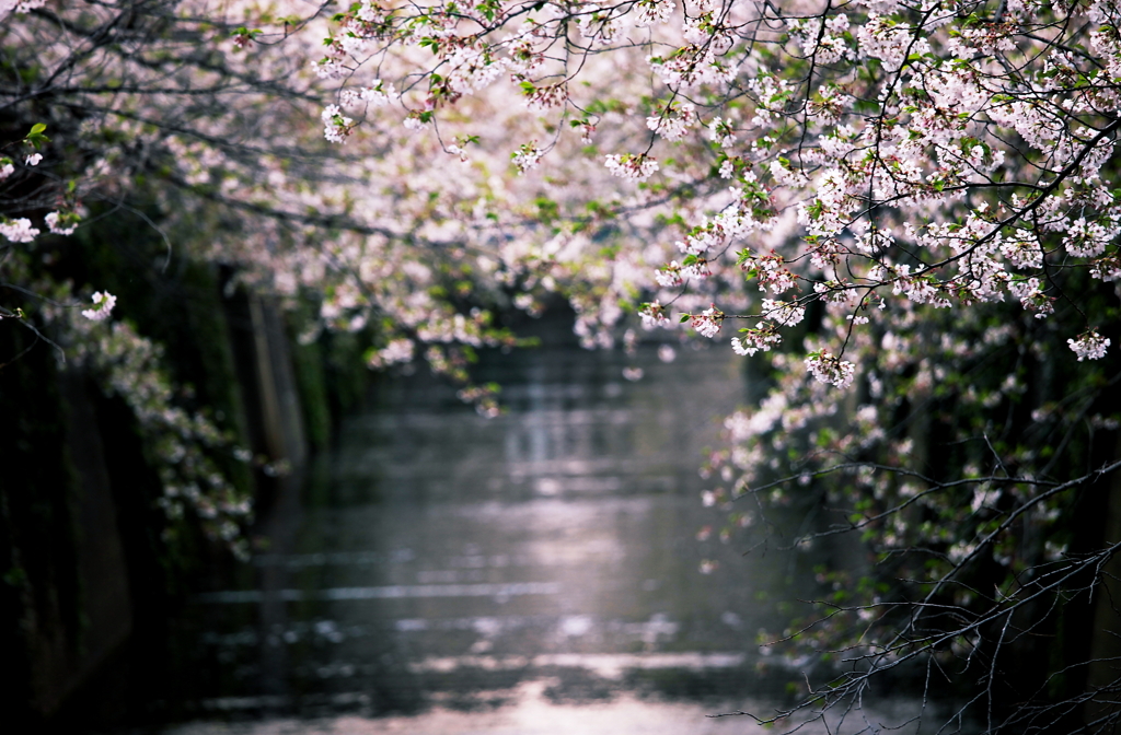 朝陽を受け、葉桜となりしも美しく