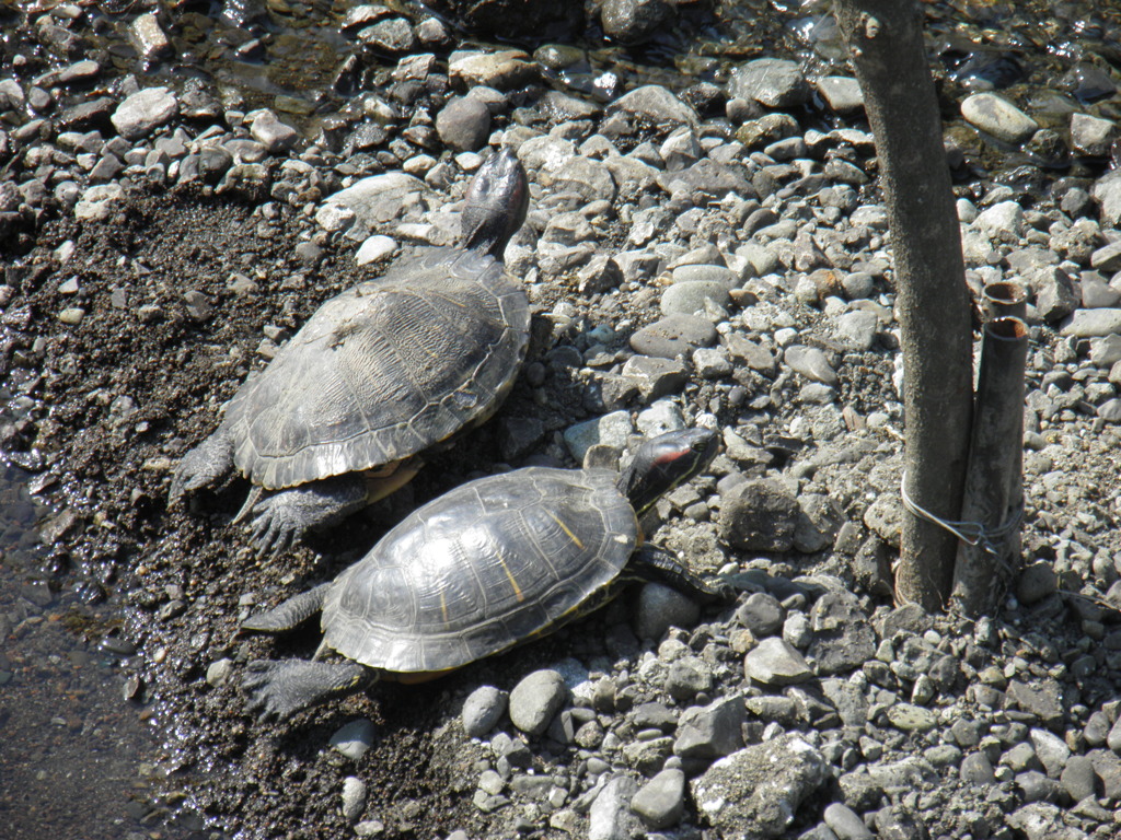 仲良くひなたぼっこ
