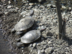 仲良くひなたぼっこ