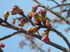 そろそろ出番ですよ