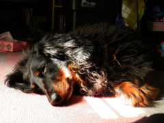 うとうと・・・