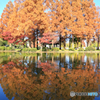 水元公園紅葉-6