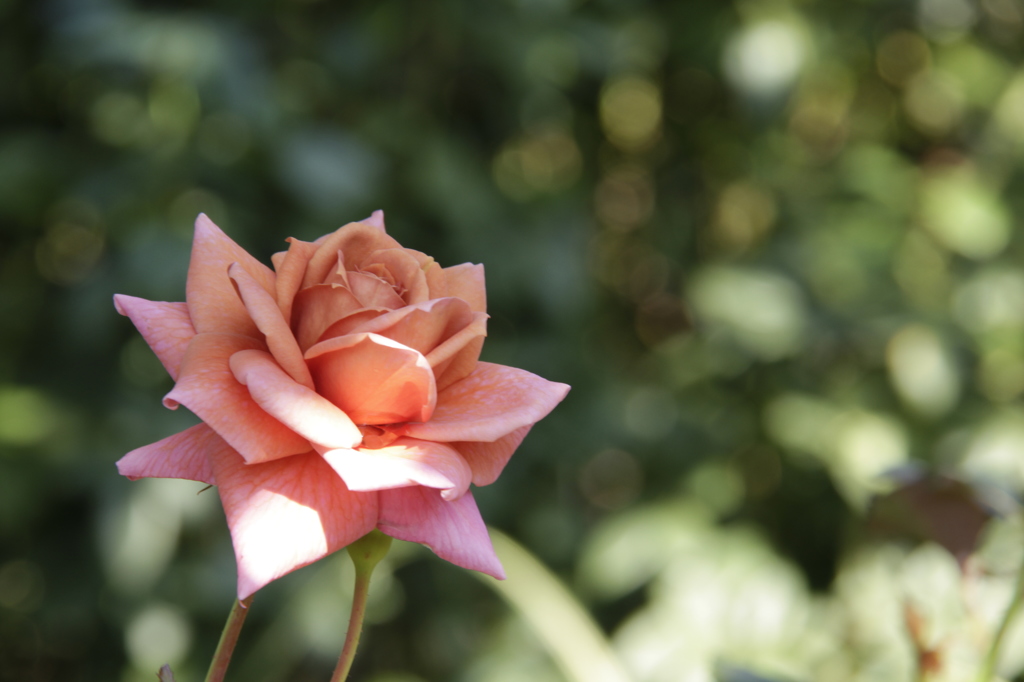 禅 Zen 薔薇