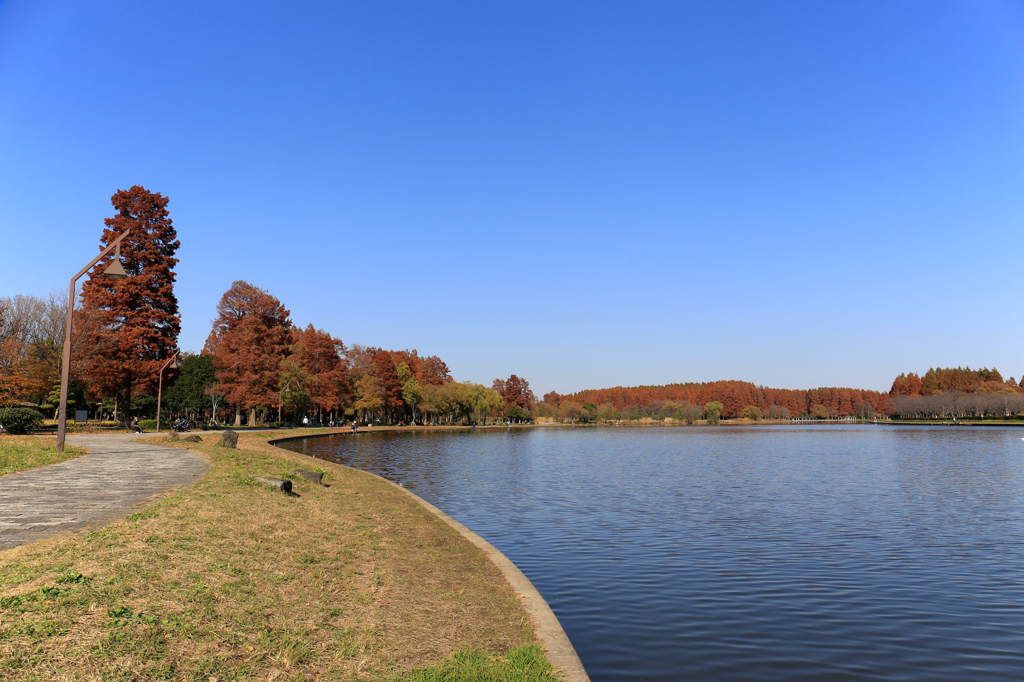 水元公園紅葉-1