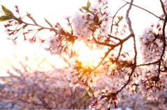 夕日桜