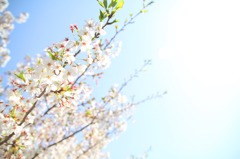 春の日射し