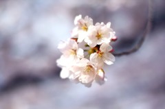 淡々しい