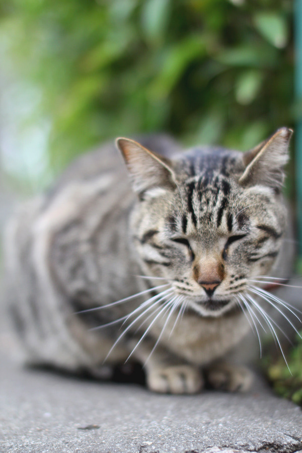 ねこ