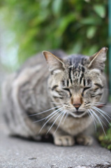 ねこ