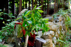 2011 07 02_4757_edited-1