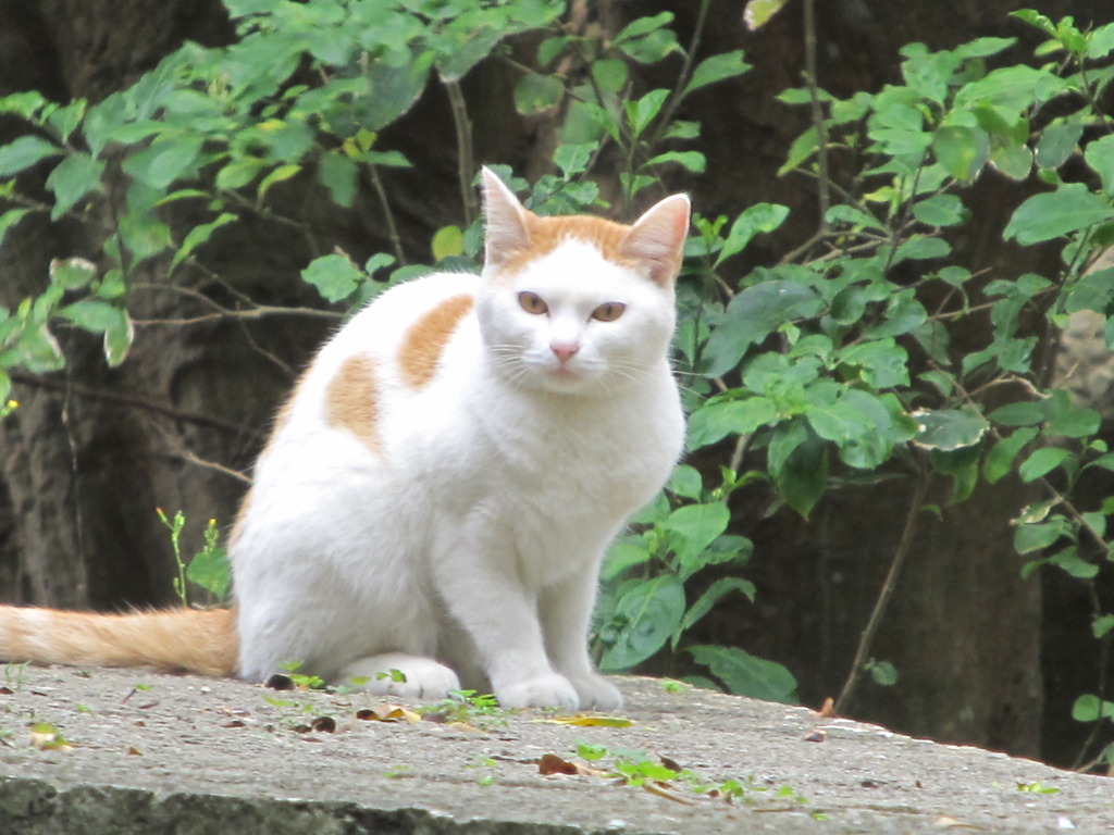 美猫