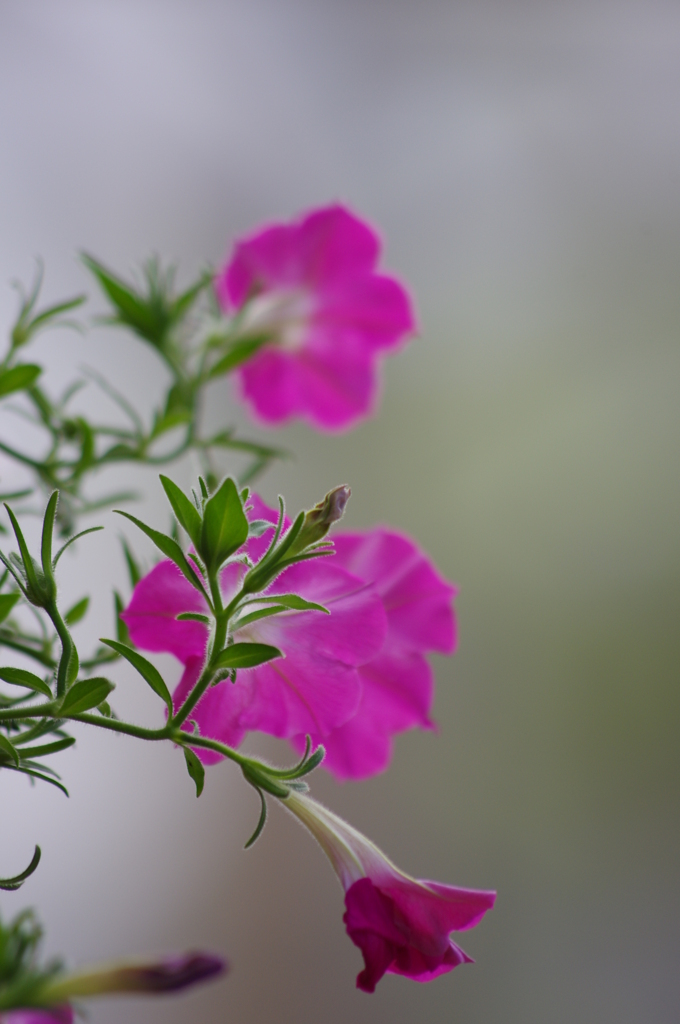 花＆蕾