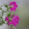 花＆蕾