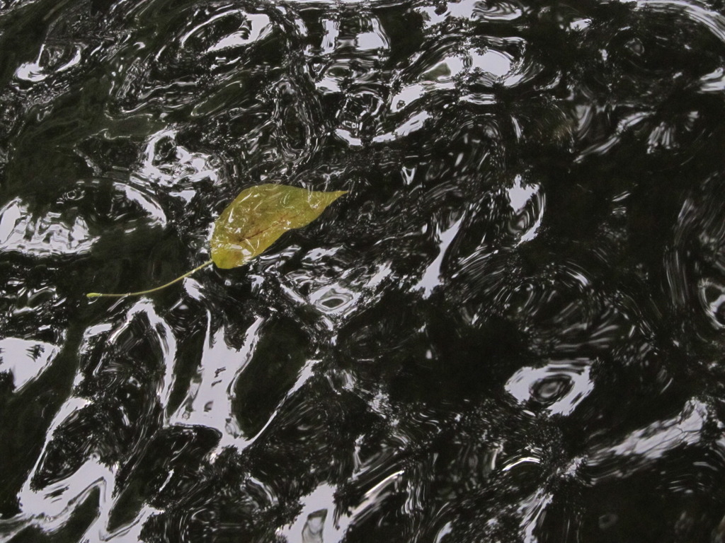 葉