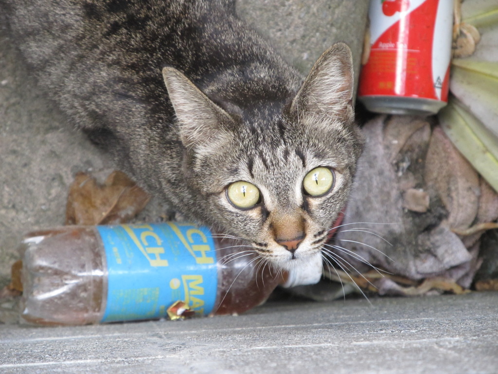 野良の眼力