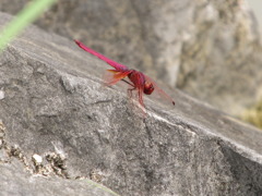 沖縄の赤トンボ