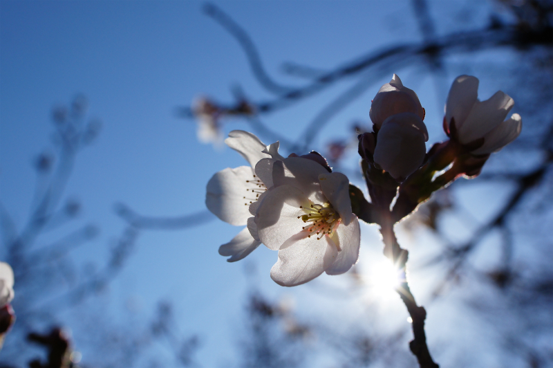 太陽と桜