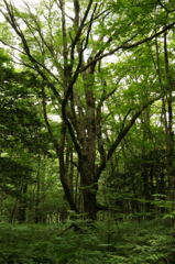 trees