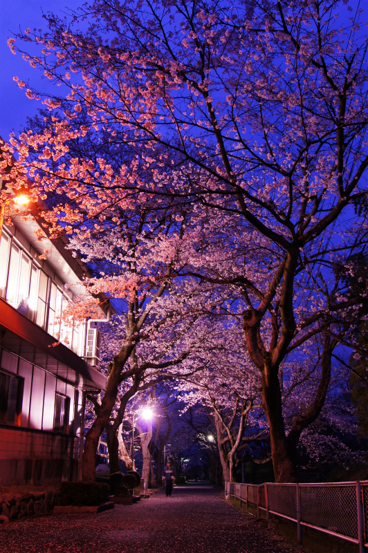 桜並木