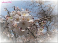 ～２０１３桜～③