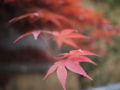季節はずれの