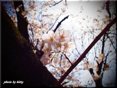 ～２０１３桜～②