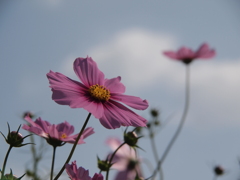 秋桜