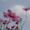 秋桜