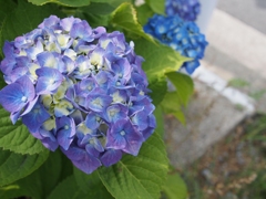 紫陽花