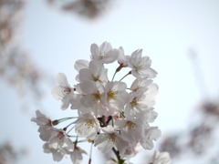 サクラ３