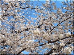 ～２０１３桜～④