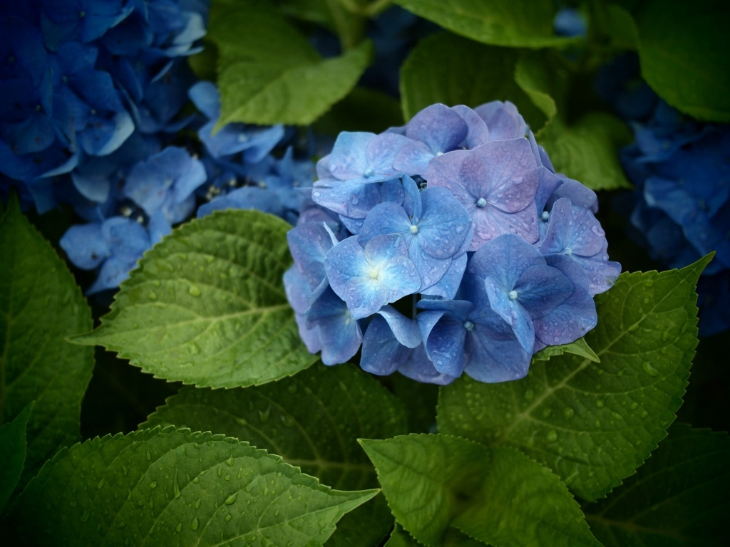 雨・雨・雨