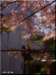 ～２０１３桜～⑥