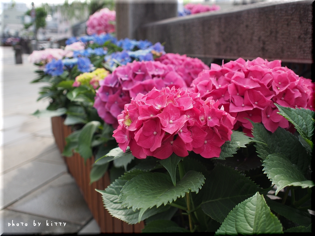 Deep Pink Hydrangea