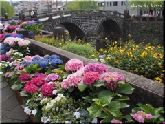 紫陽花と眼鏡橋