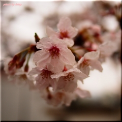 ～２０１３桜～⑤