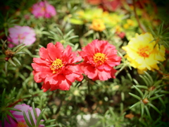 花壇にて