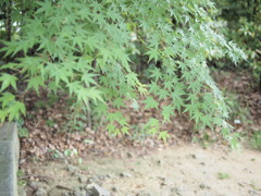 新緑の紅葉
