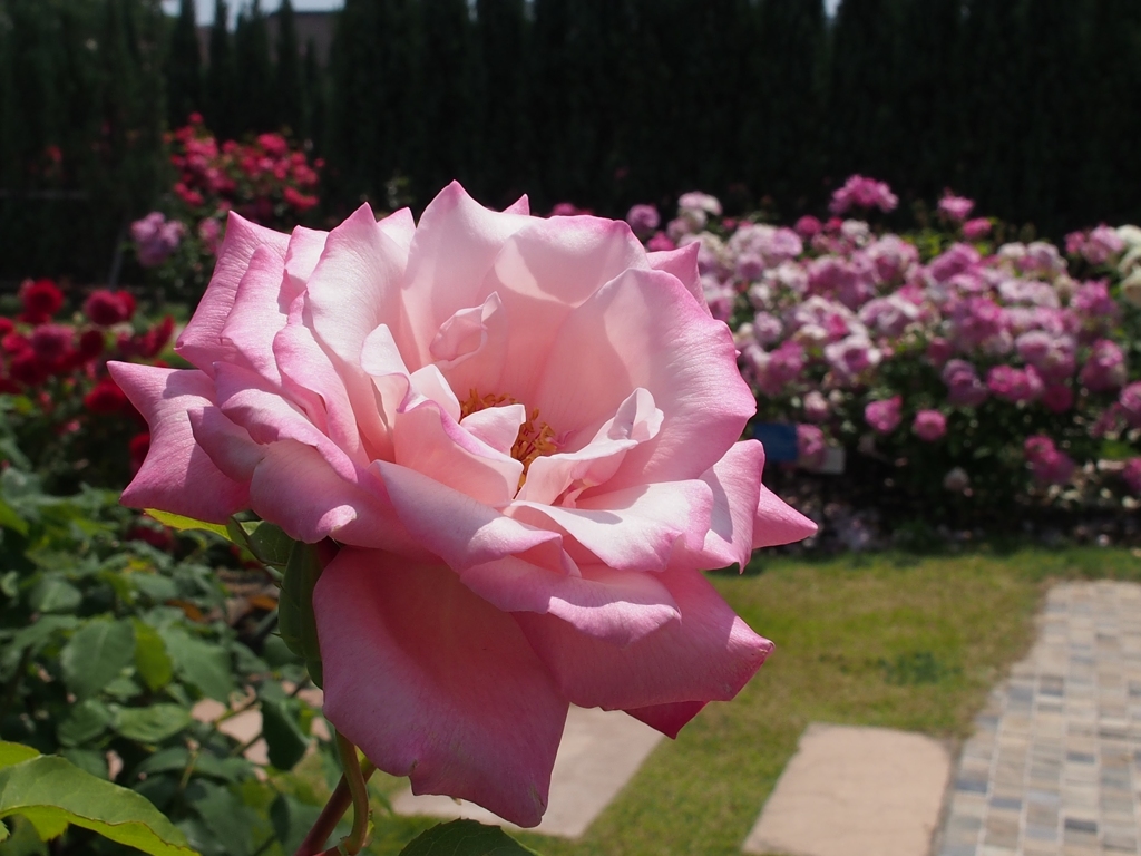 大輪の薔薇