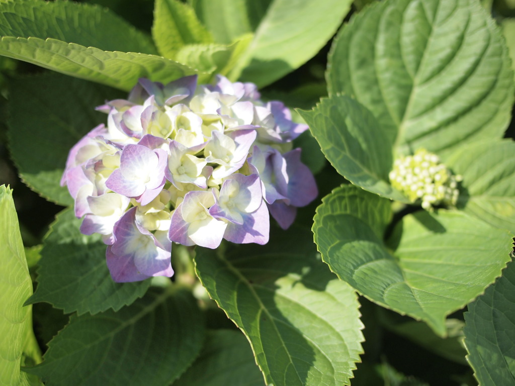 紫陽花