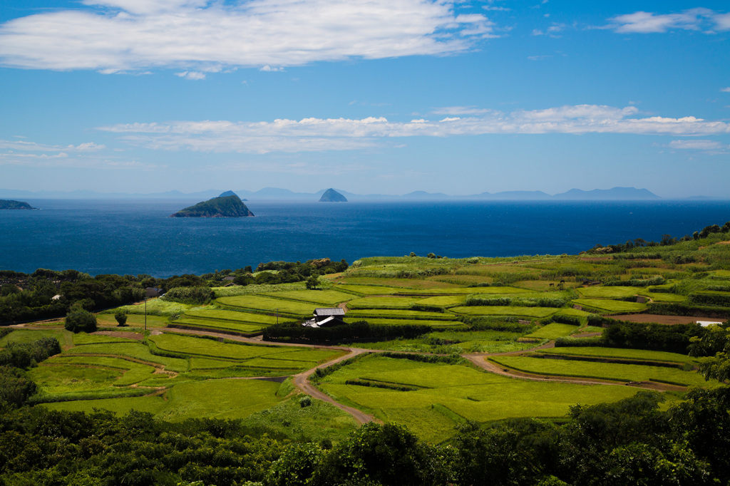 夏の棚田