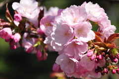 桜