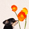花とチワワ